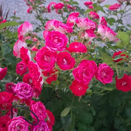 Fior Mora - Flower Of The Sea *